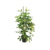 Schefflera(Şeflera) – Şemsiye Ağacı (19 Cm Saksıda)