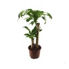 Dracena Massengena Yerli(21 Cm Saksıda)