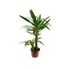Yucca (Yukka) 2 Gövdeli Uzun
