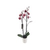 Çift Dal Mor Orkide - Phalaenopsis