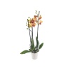 Çift Dal Turuncu Orkide - Phalaenopsis