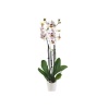 Çift Dal Beyaz Benekli Orkide - Phalaenopsis