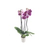 Çift Dal Mor Benekli Orkide - Phalaenopsis