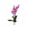 Üç Dal Pembe Orkide - Phalaenopsis