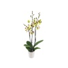 Çift Dal Sarı Benekli Orkide - Phalaenopsis