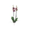 Çift Dal Mor Kırçıllı Elit Renk Orkide - Phalaenopsis