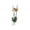 Çift Dal Sarı Kırçıllı Elit Renk Orkide - Phalaenopsis
