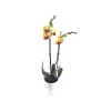 Çift Dal Sarı Elit Renk Orkide  - Phalaenopsis