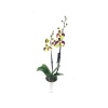 Çift Dal Sarı (Mor) Kırçıllı Elit Renk Orkide - Phalaenopsis