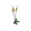 Çift Dal Sarı (Mor) Benekli Elit Renk Orkide - Phalaenopsis