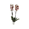 Çift Dal Sarı Elit Renk Orkide - Phalaenopsis