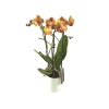 3 Dal Özel Renk Midi Orkide