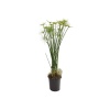 Cyperus - Japon Şemsiyesi 12 Cm Plastik Saksıda