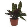 Calathea Lancifolia - Dua Çiçeği - 14 Cm Plastik Saksıda