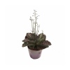 Kalanchoe (14 Cm Saksıda)