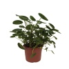 Pilea Peperomioides - Para Çiçeği - 27  Cm Plastik Saksıda