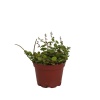Peperomia Prostrata - 9 Cm Plastik Saksıda