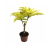 Polyscias (5,5 Cm Saksıda)