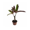 Polyscias (5,5 Cm Saksıda)