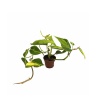 Philodendron Hederaceum Brasil (5,5 Cm Saksıda)