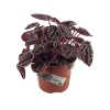 Peperomia Schumi Red (11 Cm Saksıda)