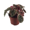 Peperomia Caperata Apricot (11 Cm Saksıda)