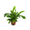Platycerium Bifurcatum (5,5 Cm Saksıda)