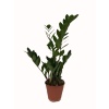 Zamia - 17 Cm Plastik Saksıda