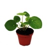 Pilea (7,5 Cm Saksıda)