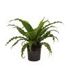 Asplenium (12 Cm Saksıda)