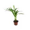 Areca (8,5 Cm Saksıda)