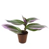 Tradescantia Nanouk -  5,5 Cm Plastik Saksıda (Yerli)