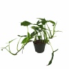 Syngonium