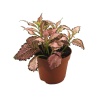 Fittonia Franks Pembe - Sinir Bitkisi - 8,5 Cm Plastik Saksıda