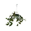 Aeschynanthus - Ruj Çiçeği (14 Cm Saksıda)
