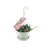 Ceropegia Woodii (11 Cm Saksıda)
