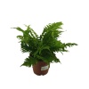 Blechnum (12 Cm Saksıda)