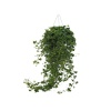 Hedera Hibernica (24 Cm Saksıda)
