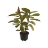 Ficus Elastica Tineke 2 Gövdeli (21 Cm Saksıda)