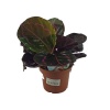 Calathea Roseopicta Dottie (11 Cm Saksıda)