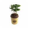Coffea Arabica Özel Sarı Seramik Saksıda