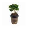 Coffea Arabica Özel Kahve Seramik Saksıda