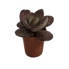 Kalanchoe (5,5 Cm Saksıda)
