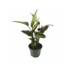 Calathea White Star - Beyaz Çizgili Kalatya - 12 Cm Plastik Saksıda