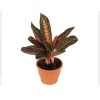 Aglaonema Pride Of Sumatra (14 Cm Saksıda)