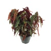 Begonia Maculata (26 Cm Saksıda)