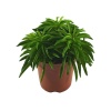 Peperomia Happy Bean (11 Cm Saksıda)