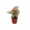 Syngonium Red - Ok Başı Sarmaşığı - 7 Cm Plastik Saksıda