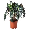 Alocasia Polly - Fil Kulağı - 23 Cm Plastik Saksıda
