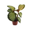 Calathea Picturata Argentea (7 Cm Saksıda)